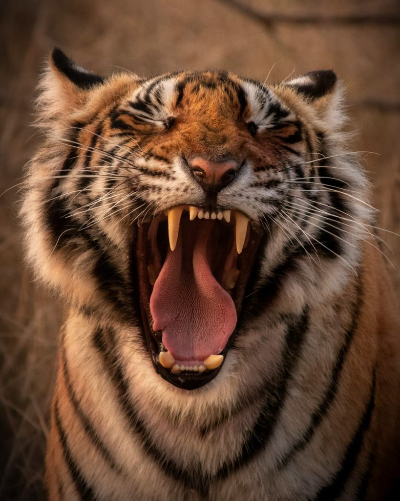 brown and black tiger showing tongue tiger woods, golf, masters tournament