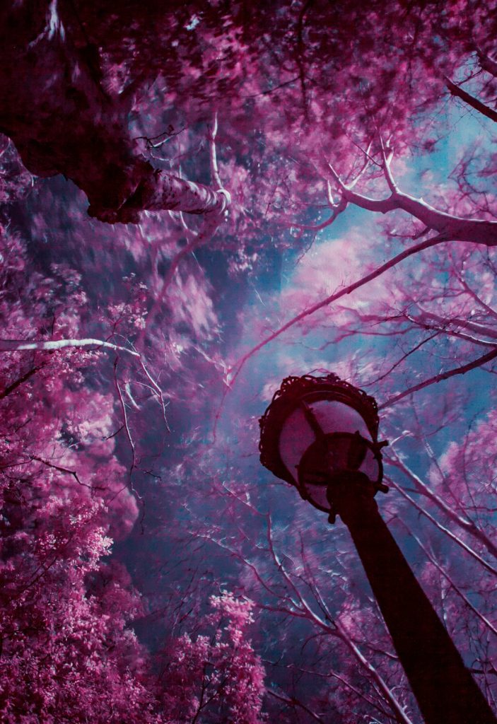purple leafed trees under blue sky fantasy football draft