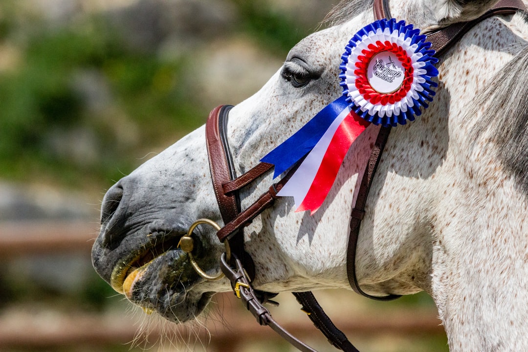 white horse with red and blue hat rachael blackmore, horse racing, jockey celebrates