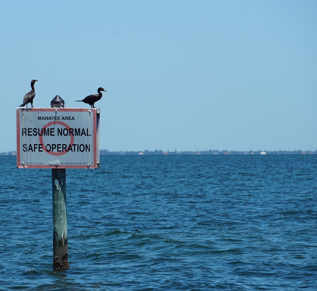 birds on signage defensive tackle, tampa bay, powerhouse, nfl football