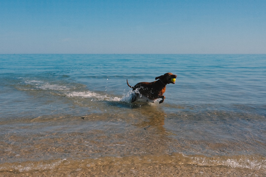 black and tan short coat medium sized dog on seashore during daytime football shirt iron smooth jersey