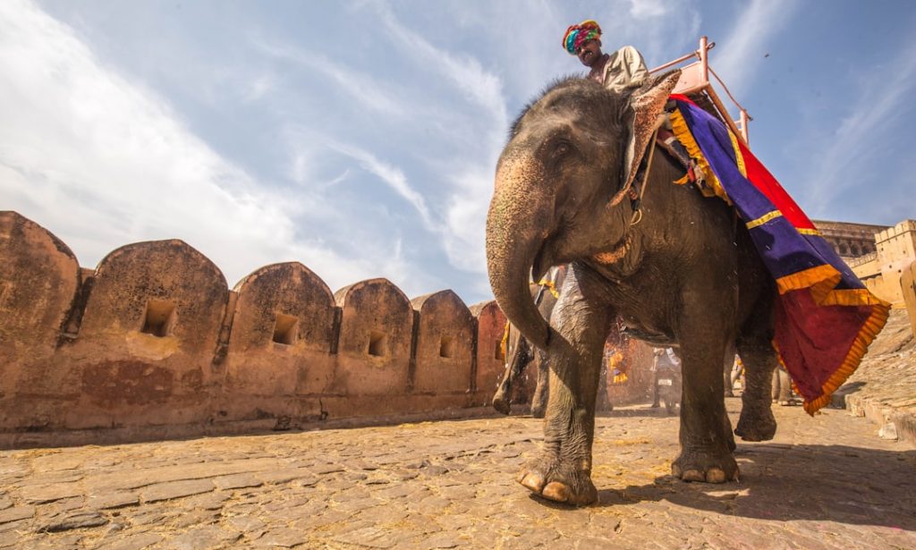 man riding on walking elephant at daytime india cricket team, south africa cricket team, test match, cape town stadium