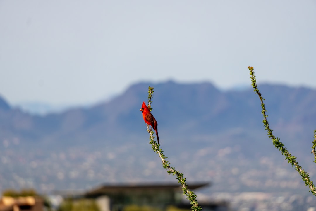a red bird sitting on top of a green plant Josh Rosen, Arizona Cardinals, dejected