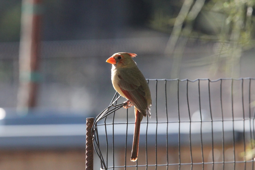 a small bird perched on top of a wire fence Josh Rosen, Arizona Cardinals, dejected