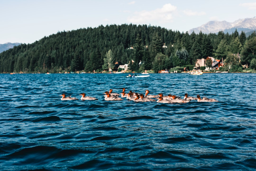 A group of people in a row boat on a lake wakeboarding group, lake, summer fun