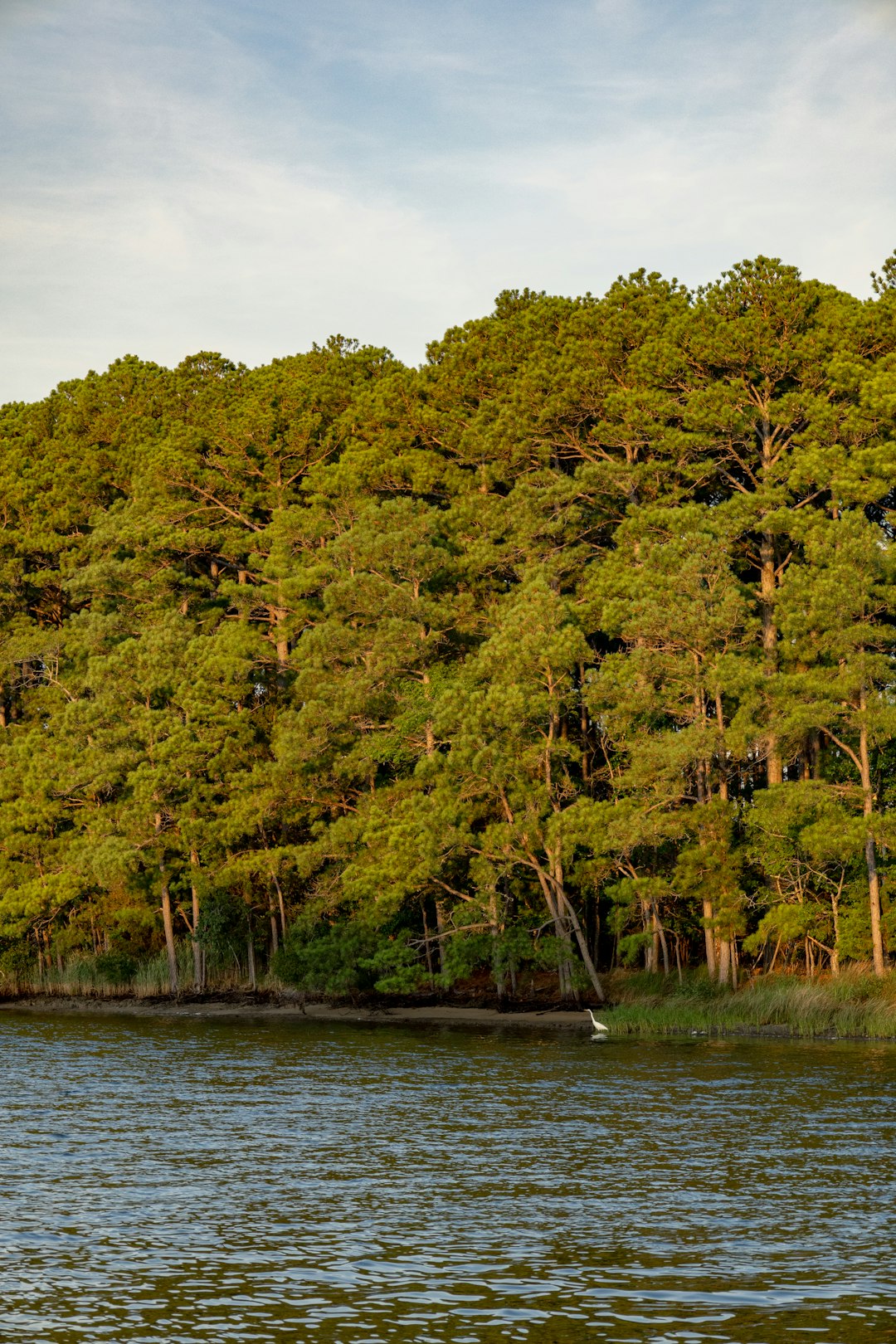 A body of water surrounded by lots of trees chesapeake bay,kayaking,birdwatching,beginners