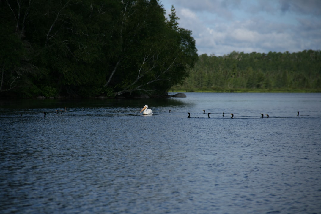 a group of birds in a lake boundary waters,canoeing,beginners,minnesota