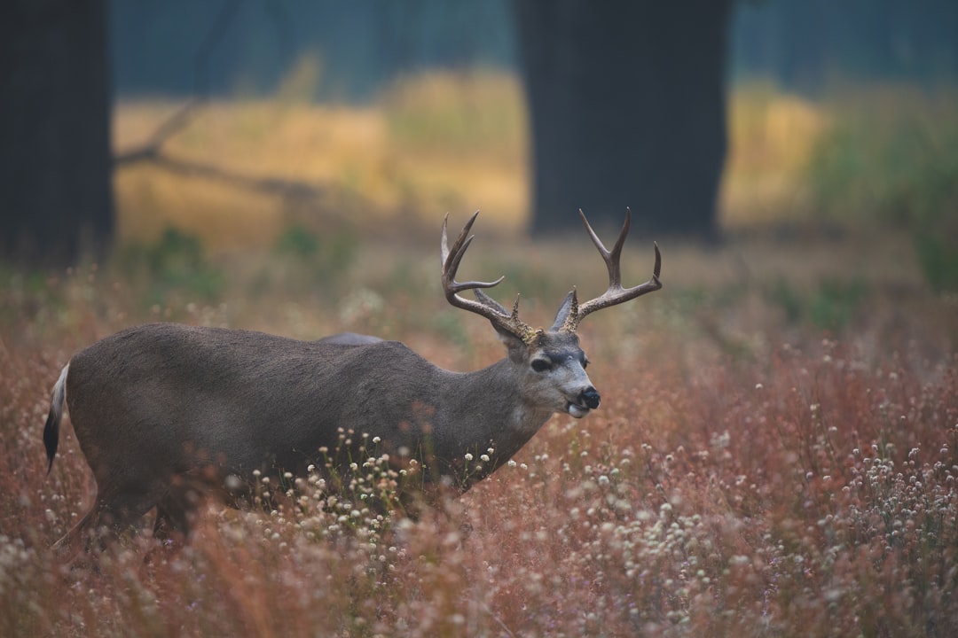 a deer standing in a field of tall grass hunting strategy,forest map,tracking deer