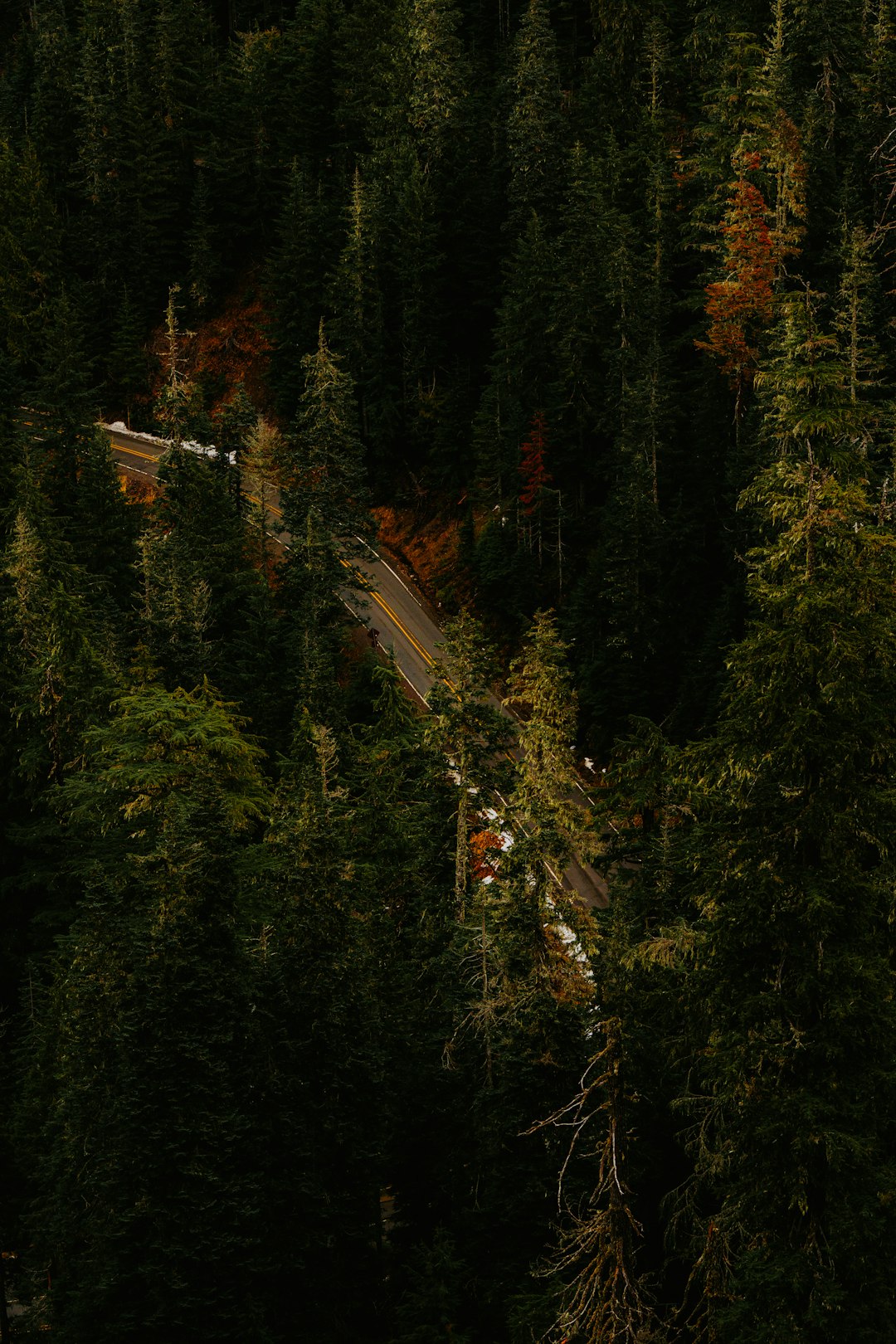 a road in the middle of a forest crossbow hunter forest