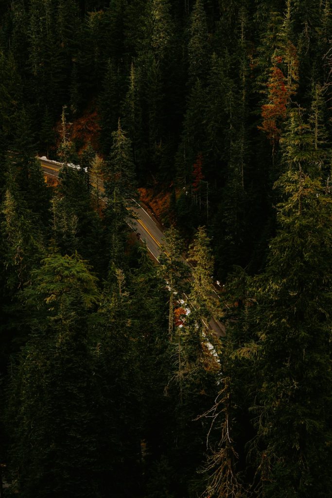 a road in the middle of a forest crossbow hunter forest
