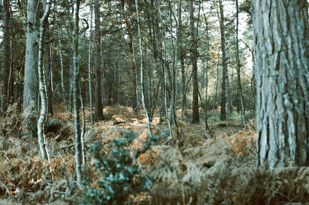 Sunlight filtering through a dense forest with dry undergrowth. crossbow hunter forest