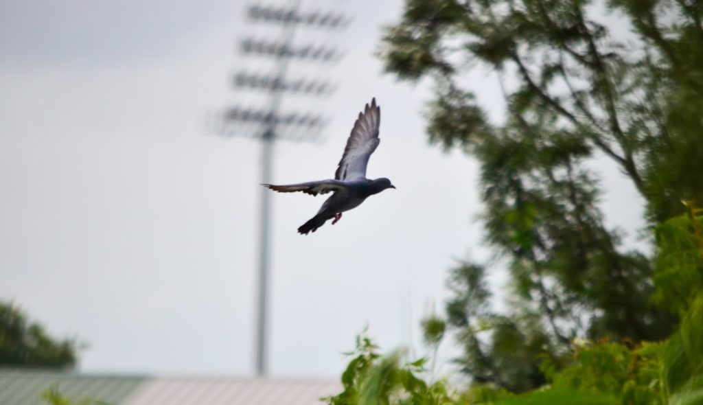 black billed gull flying during daytime bengals ravens touchdown sideline fans