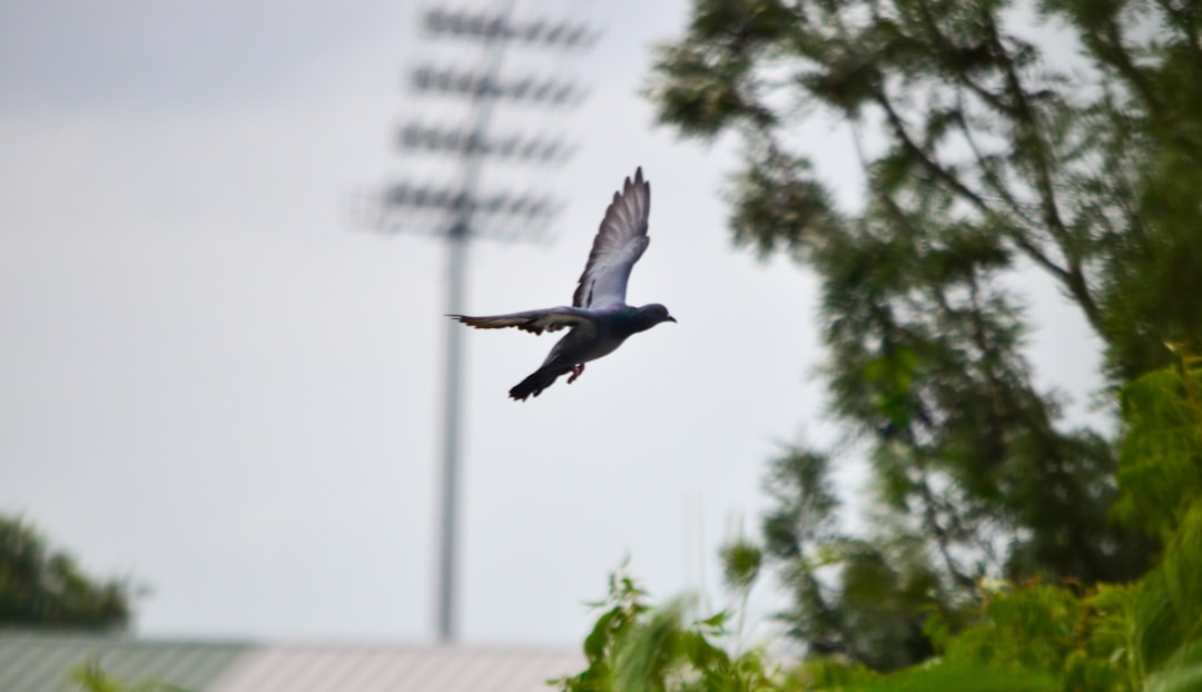 black billed gull flying during daytime bengals ravens touchdown sideline fans