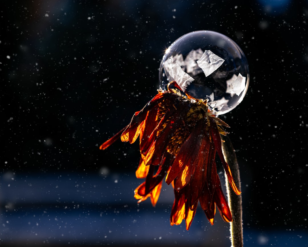 a snow globe sitting on top of a flower football trophy close up, international match night, confetti celebration