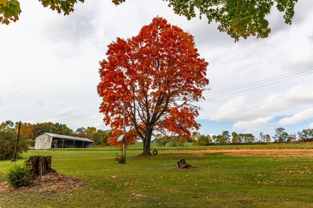 a tree in a field US Open golf course rough, challenging green complex, championship layout